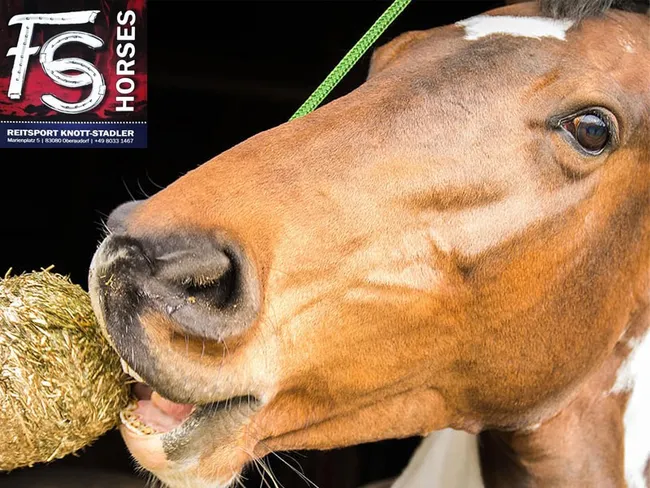 FS Horses Reitsport Stadler